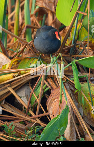 (Common gallinule Gallinula galeata), Green Cay Nature Center, Boynton Beach, Florida Stockfoto