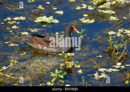 (Common gallinule Gallinula galeata), Green Cay Nature Center, Boynton Beach, Florida Stockfoto