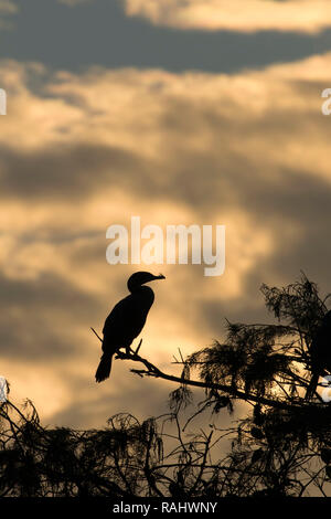 Doppelklicken Kormoran (Phalacrocorax auritus) Silhouette crested, Green Cay Nature Center, Boynton Beach, Florida Stockfoto