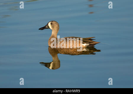 Blue-winged Teal (Anas discors), Green Cay Nature Center, Boynton Beach, Florida Stockfoto