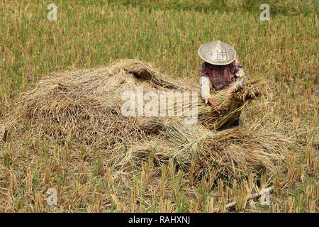 Die erntezeit - Landwirt mit einem Strohhut auf dem Paddy. Binden Sie den Reis strawes in Garben. Stockfoto