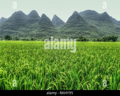 Die Gegend um kleine Stadt Yangshuo in China für seine Karstlandschaft bekannt ist. Reisfeld mit den ausgewachsenen Reis stehen im Vordergrund. Stockfoto