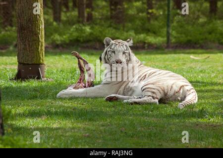 White Bengal Tiger (Panthera tigris tigris) essen, Serengeti Park Zoo und Freizeitpark, Hodenhagen, Niedersachsen Stockfoto