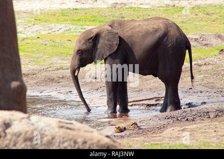 Die jungen afrikanischen Busch Elefant (Loxodonta africana Africana), Serengeti Park Zoo und Freizeitpark, Hodenhagen, Niedersachsen Stockfoto