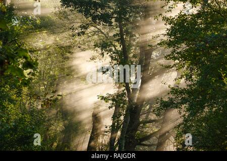 Nebel mit seitlichen Sonnenstrahlen im Wald, Naturschutzgebiet Isarauen in der Nähe von Niederhummel, Oberbayern, Bayern, Deutschland Stockfoto