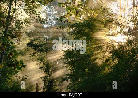 Nebel mit seitlichen Sonnenstrahlen im Wald, Naturschutzgebiet Isarauen in der Nähe von Niederhummel, Oberbayern, Bayern, Deutschland Stockfoto