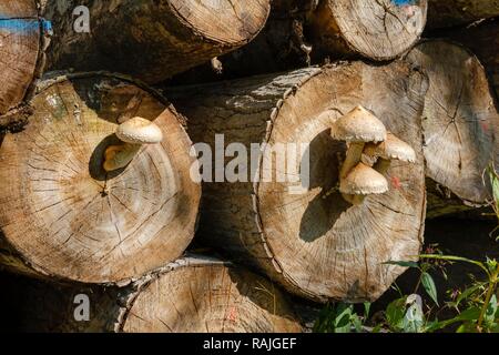 Pholiota populnea (Hemipholiota populnea) auf cut Baumstämme von Pappel, Oberbayern, Bayern, Deutschland Stockfoto