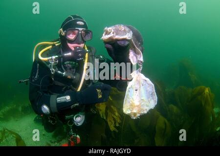 Taucher und Lumpsucker (Cyclopterus lumpus), weiblich, Barentssee, Russland, Arktis Stockfoto