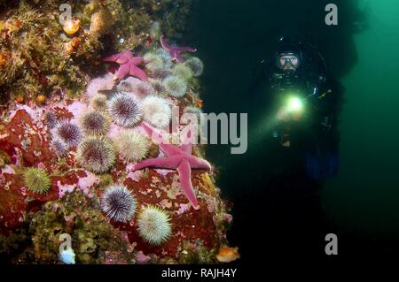 Taucher und Grüner Seeigel (Strongylocentrotus droebachiensis), Barentssee, Karelien, Russland, Arktis Stockfoto