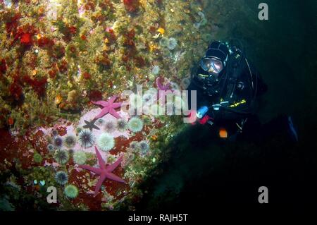 Taucher und Grüner Seeigel (Strongylocentrotus droebachiensis), Barentssee, Russland, Arktis Stockfoto