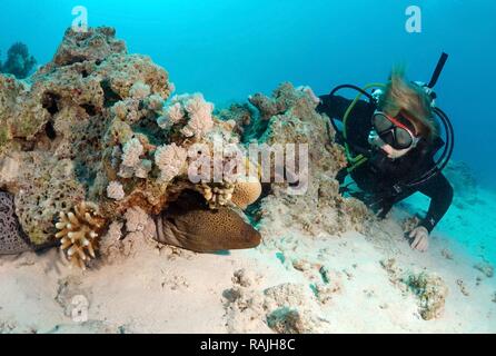 Riesenmuräne (Gymnothorax javanicus), Rotes Meer, Ägypten, Afrika Stockfoto