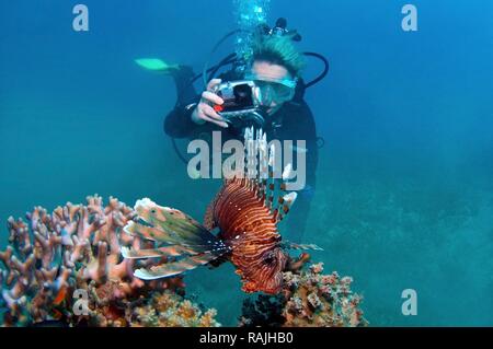 Unterwasser Fotografie und roten Rotfeuerfische (Pterois volitans), Rotes Meer, Ägypten, Afrika Stockfoto