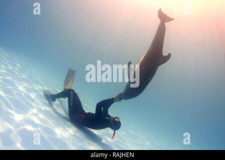 Freediver und Bottlenose Delphin (Tursiops Truncatus), Delphinarium, Odessa, Ukraine, Europa Stockfoto