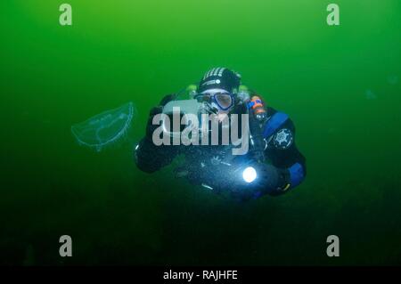Unterwasser Fotograf und gemeinsamen Quallen (Aurelia aurita), Odessa, Schwarzes Meer, Ukraine, Osteuropa Stockfoto