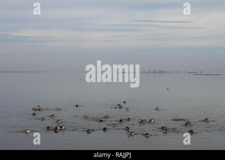 Kleine Enten im See von epecuen. Der Himmel ist mit den Wassern der Seite am Horizont gemischt. Stockfoto