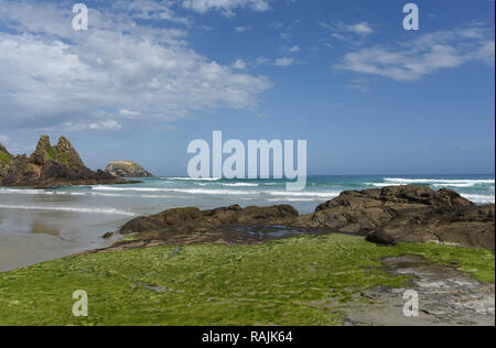 Allans Strand auf der Halbinsel Otago auf der Südinsel Neuseelands. Einer der wenigen Orte, an denen Sonnenanbeter einen wunderschönen Strand mit Pelzrobben teilen. Stockfoto