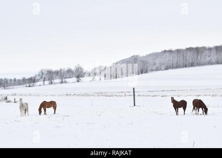 Vier Pferde in eine verschneite Weide Feld auf einer Farm auf einem Hügel im Land an einem bewölkten Tag im Winter Stockfoto