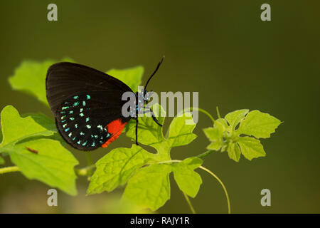 Atala (eumaios Atala), Arthur R. Marshall Loxahatchee National Wildlife Refuge, Florida Stockfoto