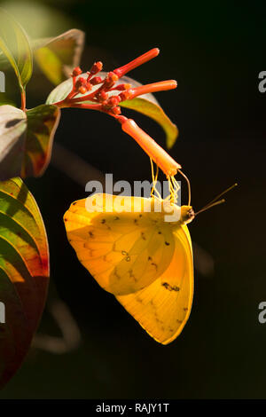 Wolkenlosen Schwefel (Phoebis sennae) auf firebush, Arthur R. Marshall Loxahatchee National Wildlife Refuge, Florida Stockfoto