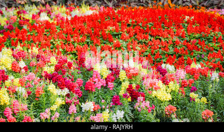 Bunte rote Feld Garden Flower/Multi Farbe Flora und Landschaft pflanze Blume blüht Frühling Garten mit roten Salvia Blume Blüte schönes helles Stockfoto