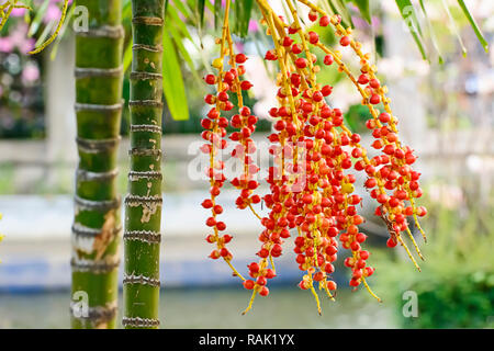 Areca catechu ist eine Art von Palm, die wächst in den tropischen Pazifik, Asien, und Teile von Ost Afrika. Stockfoto