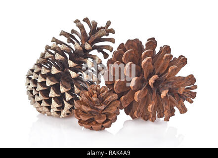 Große Kegel verschiedene Nadelbäume auf weißem Hintergrund Stockfoto