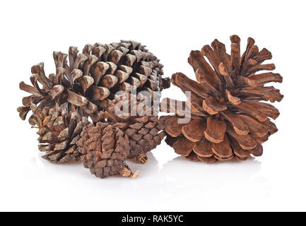 Große Kegel verschiedene Nadelbäume auf weißem Hintergrund Stockfoto