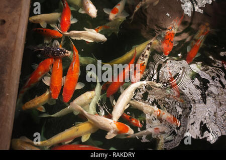 Verschwommene bewegte Bunte koi Karpfen für Abstrakt Hintergrund über Fische. Stockfoto