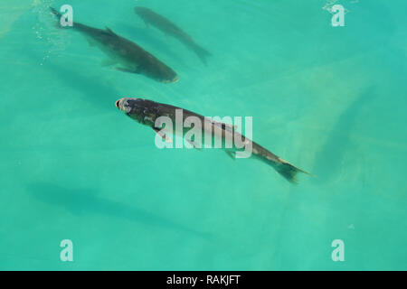 Nahaufnahme auf Fische in den Käfig für die Fischzucht. Sea Fish Farm. Stockfoto
