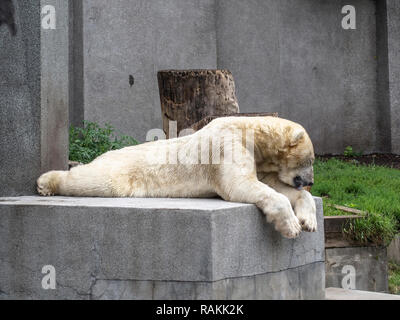 Ein Eisbär ruht auf einem Stein Stockfoto