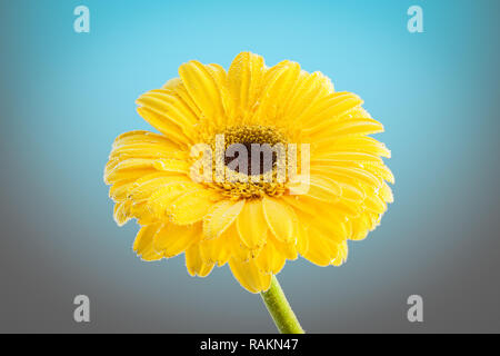 Nahaufnahme einer frischen Gelb Gerbera, mit Wassertropfen auf einem blauen Hintergrund isoliert behandelt. Studio Fotografie eines natürlichen Blume Stockfoto