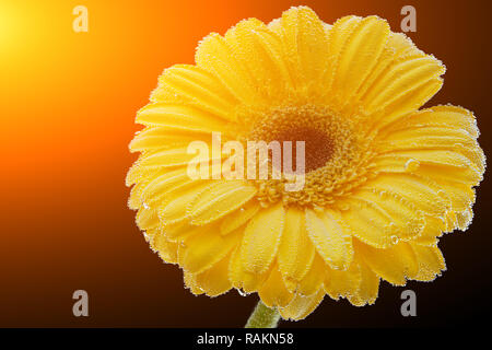 Nahaufnahme einer frischen Gelb Gerbera mit Wassertropfen auf einem schwarzen Hintergrund isoliert behandelt. Studio Fotografie eines natürlichen Blume Stockfoto