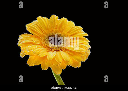 Nahaufnahme einer frischen Gelb Gerbera mit Wassertropfen auf einem schwarzen Hintergrund isoliert behandelt. Studio Fotografie eines natürlichen Blume Stockfoto