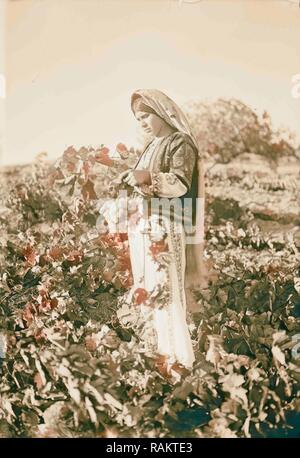 Ein Bauer Mädchen, dass eine Weintraube in der Judäischen Weinberg. 1934, im Nahen Osten, Israel und/oder Palästina. Neuerfundene Stockfoto