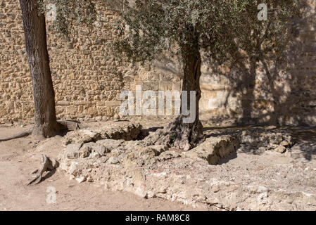 Eine wüste Garten mit trockenen Böden und Olivenbäumen in einer Festung ein Schloss, Lissabon Stockfoto