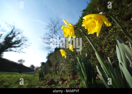 Laughton, East Sussex, UK. 4. Januar 2019. Frühe Narzissen geben einen Farbtupfer Frühling Farbe trotz der eisigen Temperaturen in Laughton, East Sussex. Credit: Peter Cripps/Alamy leben Nachrichten Stockfoto