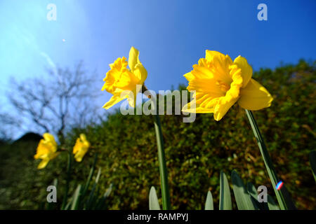 Laughton, East Sussex, UK. 4. Januar 2019. Frühe Narzissen geben einen Farbtupfer Frühling Farbe trotz der eisigen Temperaturen in Laughton, East Sussex. Credit: Peter Cripps/Alamy leben Nachrichten Stockfoto