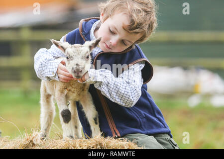 Arley, Worcestershire, Großbritannien. Am 4. Januar, 2019. 5-jährige Henley, auf die Farm seiner Familie in der Nähe von Arley, North Worcestershire, mit einem Tag - altes Lamm. Obwohl es noch Winter und der traditionellen lambing Saison beginnt im April in Großbritannien, Diese frühen Lämmer sind das Ergebnis der absichtlich verlassen die Tup, oder Ram, mit seiner Mutterschafe, die Herstellung neuer jährige Lämmer. Credit: Peter Lopeman/Alamy leben Nachrichten Stockfoto