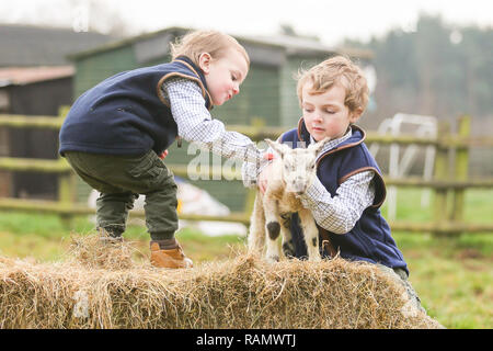 Arley, Worcestershire, Großbritannien. Am 4. Januar, 2019. 5-jährige Henley und zwei-jährige Reggie, auf der Farm ihrer Familie in der Nähe von Arley, North Worcestershire, mit einem Tag - altes Lamm. Obwohl es noch Winter und der traditionellen lambing Saison beginnt im April in Großbritannien, Diese frühen Lämmer sind das Ergebnis der absichtlich verlassen die Tup, oder Ram, mit seiner Mutterschafe, die Herstellung neuer jährige Lämmer. Credit: Peter Lopeman/Alamy leben Nachrichten Stockfoto