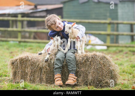 Arley, Worcestershire, Großbritannien. Am 4. Januar, 2019. 5-jährige Henley, auf die Farm seiner Familie in der Nähe von Arley, North Worcestershire, mit einem Tag - altes Lamm. Obwohl es noch Winter und der traditionellen lambing Saison beginnt im April in Großbritannien, Diese frühen Lämmer sind das Ergebnis der absichtlich verlassen die Tup, oder Ram, mit seiner Mutterschafe, die Herstellung neuer jährige Lämmer. Credit: Peter Lopeman/Alamy leben Nachrichten Stockfoto