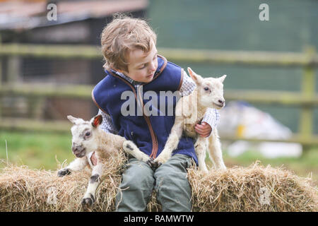 Arley, Worcestershire, Großbritannien. Am 4. Januar, 2019. 5-jährige Henley, auf die Farm seiner Familie in der Nähe von Arley, North Worcestershire, mit einem Tag - altes Lamm. Obwohl es noch Winter und der traditionellen lambing Saison beginnt im April in Großbritannien, Diese frühen Lämmer sind das Ergebnis der absichtlich verlassen die Tup, oder Ram, mit seiner Mutterschafe, die Herstellung neuer jährige Lämmer. Credit: Peter Lopeman/Alamy leben Nachrichten Stockfoto