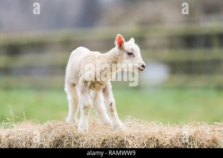 Arley, Worcestershire, Großbritannien. Am 4. Januar, 2019. Einen Tag alten Lamm auf einem Bauernhof in der Nähe Arley, Worcestershire. Obwohl es noch Winter und der traditionellen lambing Saison beginnt im April in Großbritannien, Diese frühen Lämmer sind das Ergebnis der absichtlich verlassen die Tup, oder Ram, mit seiner Mutterschafe, die Herstellung neuer jährige Lämmer. Credit: Peter Lopeman/Alamy leben Nachrichten Stockfoto