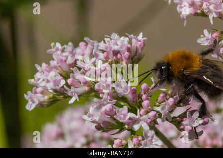 Große hellbraune flauschige Biene bestäubt Kleine rosa Blumen. Stockfoto