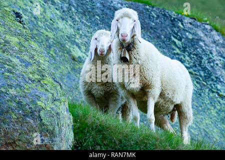 Die tiroler bergwelt Schafe auf den Betrachter suchen, Stubaital, Tirol, Österreich Stockfoto