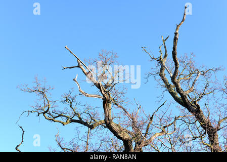 Eiche im Winter, Norfolk, Großbritannien Stockfoto