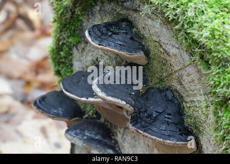 Birke Borste Halterung Pilz, Phellinus lundellii Stockfoto