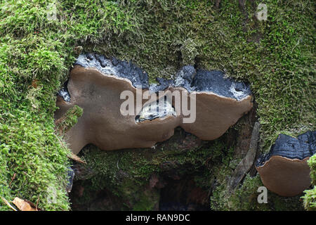 Birke Borste Halterung Pilz, Phellinus lundellii Stockfoto