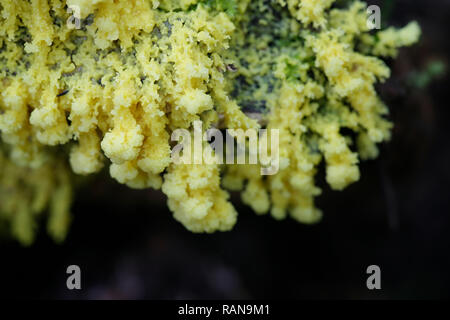 Fuligo septica ist eine Pflanzenart aus der Gattung der plasmodial Schleimpilze, allgemein als das Rührei Schleim bekannt, Blumen von Tan, oder Hund erbrechen Schleimpilze Stockfoto