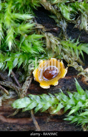 Sphaerobolus stellatus, die gemeinhin als die Schrotflinte Pilz oder Cannonball Pilz bekannt Stockfoto