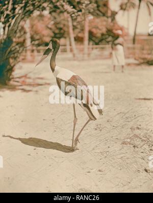 Sudan. Khartum. Khartum Zoo. Die rote Bill (Ephippiorhynchus senegalensis). 1936, Sudan, Khartum. Neuerfundene Stockfoto